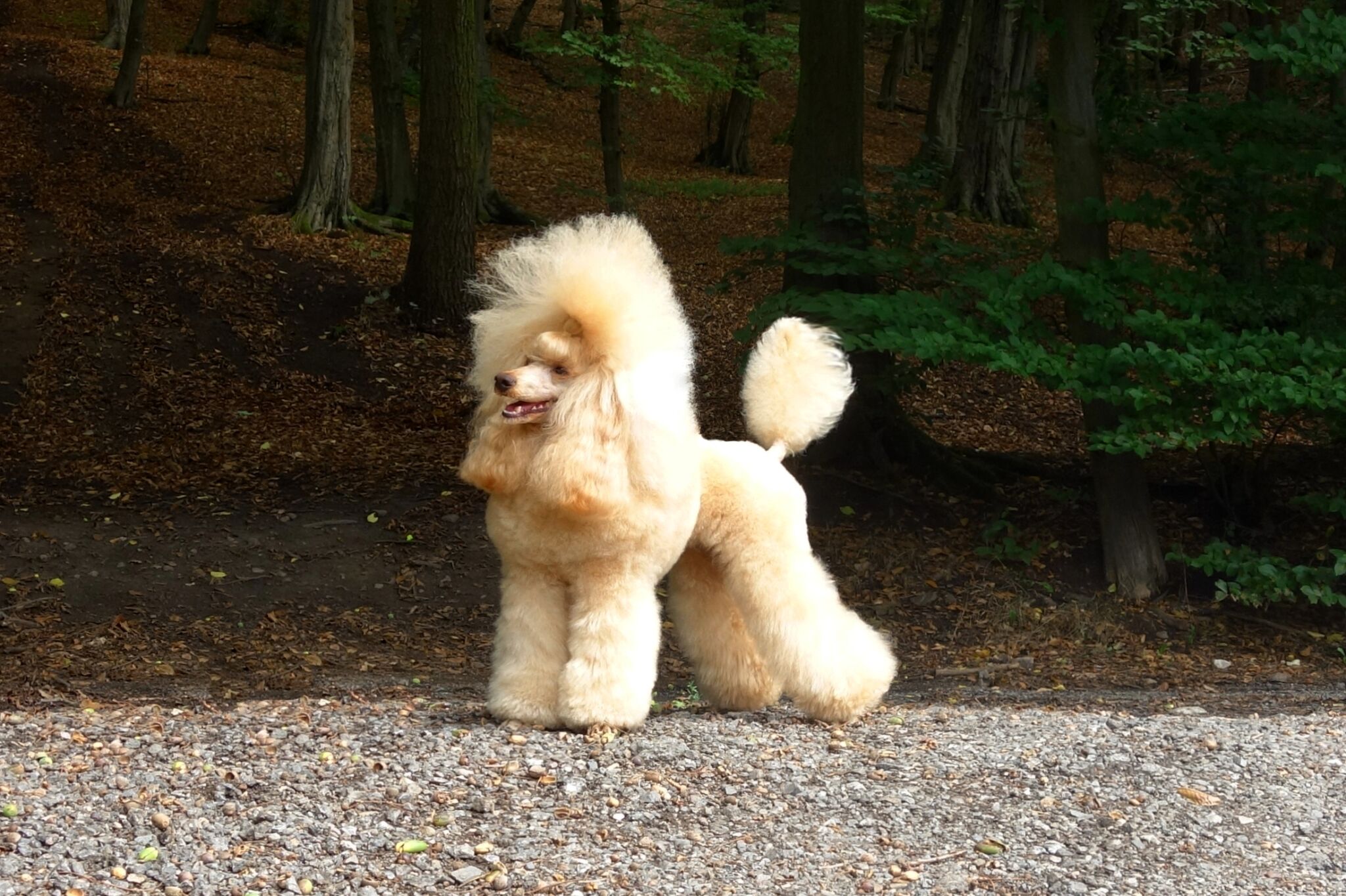 Johanka_Beroun.jpg